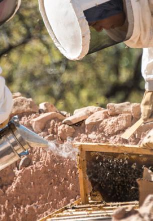 récolte du miel au Maroc