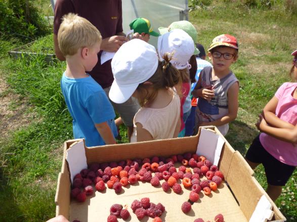 la récolte des framboises